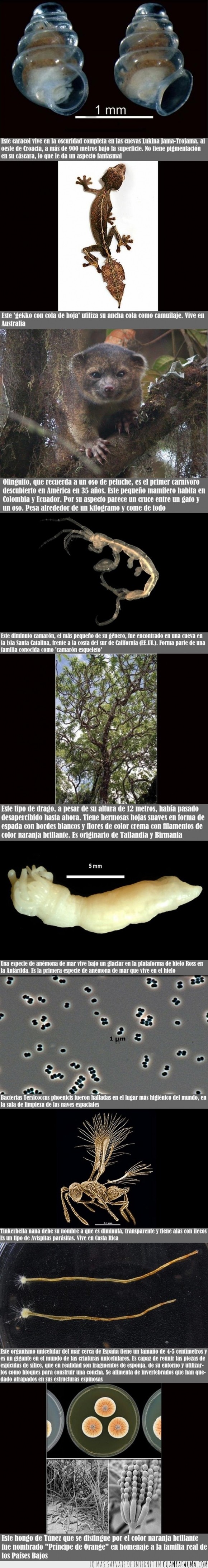 organismo unicelular,Tinkerbella nana,Arizona,Estados Unidos,Universidad Estatal de Arizona,nuevas especies,criaturas,olinguito,drago,caracol,anémona,camarón,bacterias Tersicoccus phoenicis,hongos,Principe de Orange